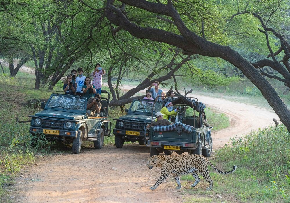 Jawai Leopard Safari
