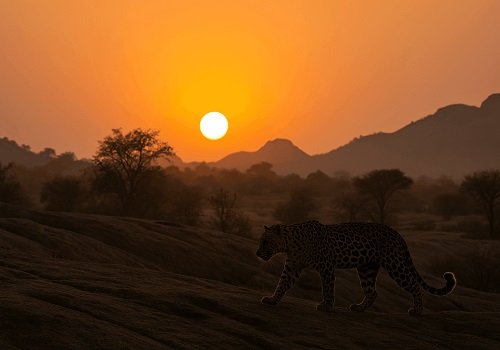 Evening Safari